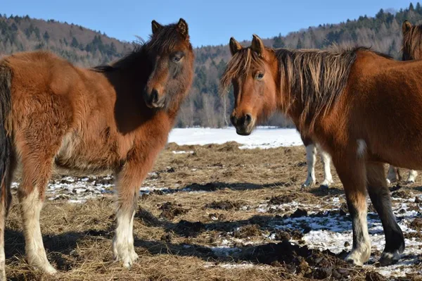 Bieszczady